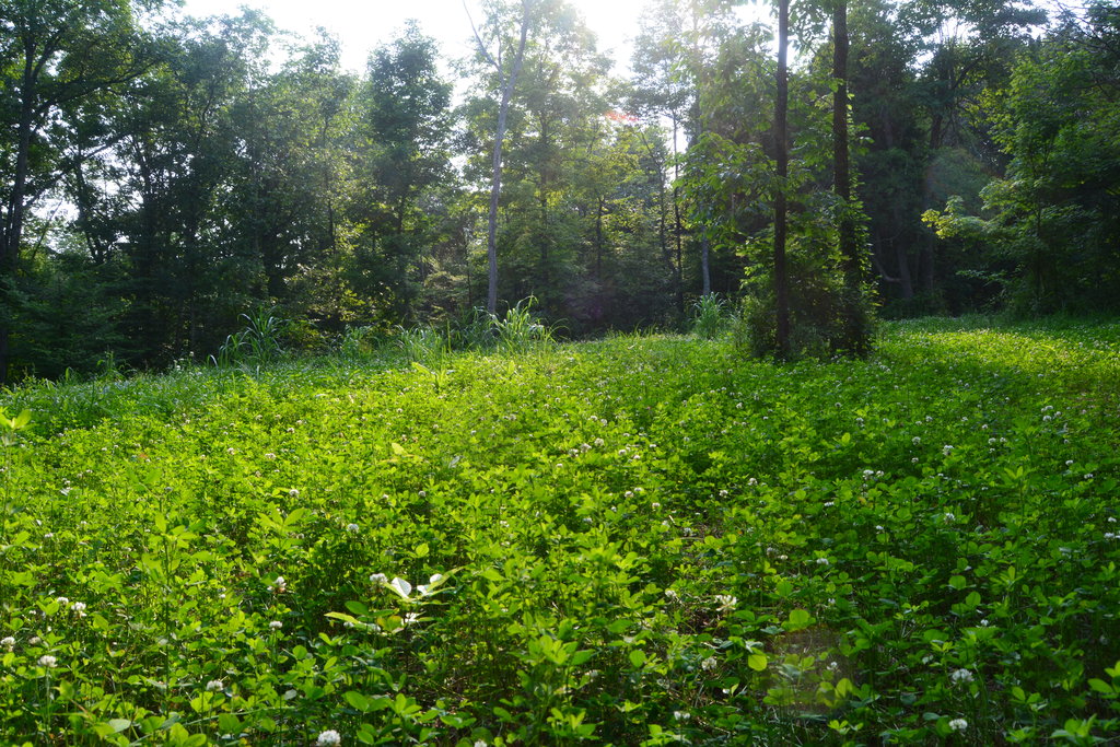 Herbicide for Clover Food Plots A Comprehensive Guide to Weed Control Herbicide for Clover Food Plots A Comprehensive Guide to Weed Control