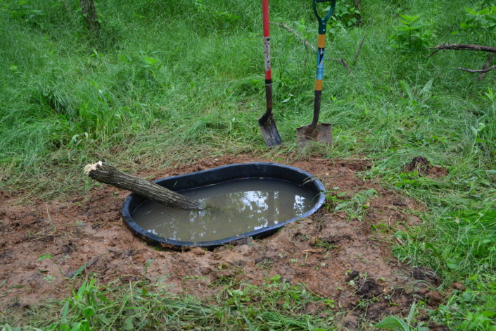 watering hole for deer