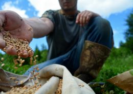 fall food plots