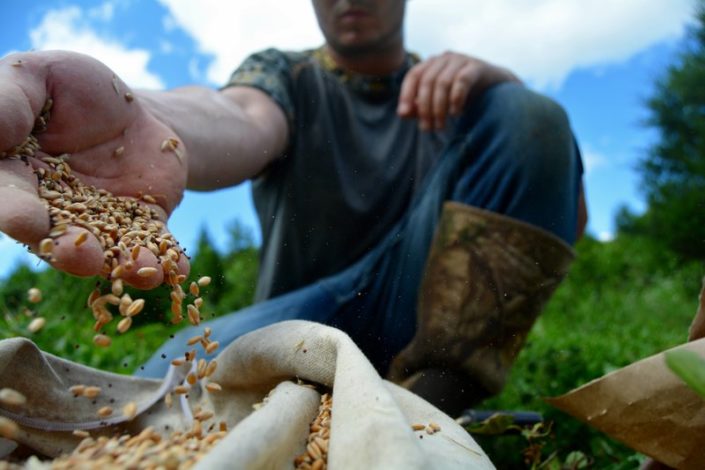 fall food plots