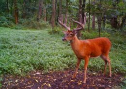 Tracking Velvet Whitetail Bucks