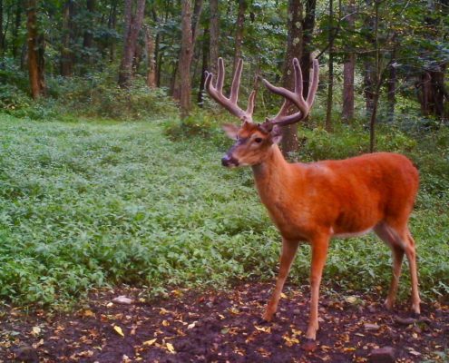 Tracking Velvet Whitetail Bucks