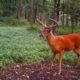 Tracking Velvet Whitetail Bucks