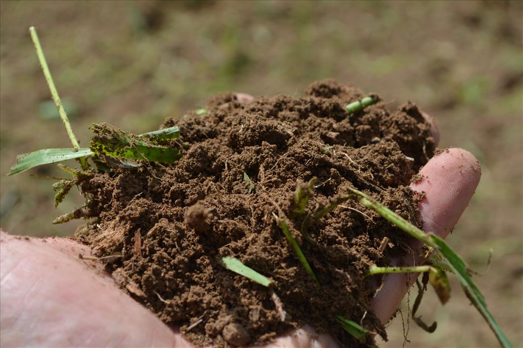 How to Correctly Create a Small Food Plot and Food Plot in the Woods