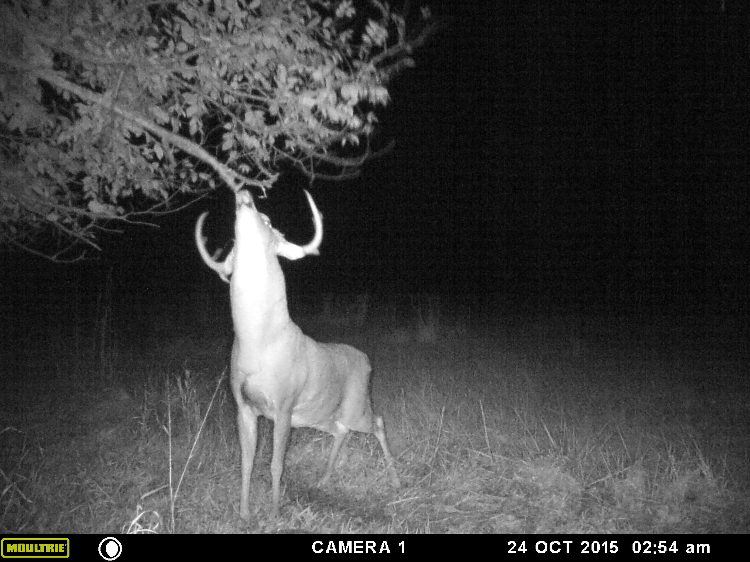 Locating Big Bucks During Rut with Moultrie Trail Cameras The Buck