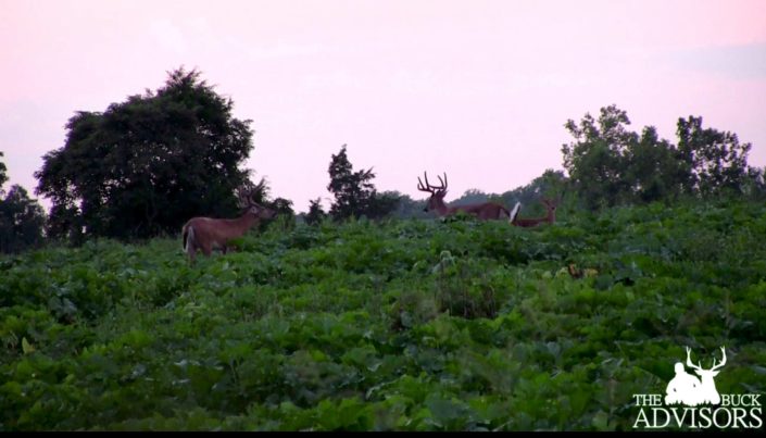 scouting big velvet bucks in AG Fields